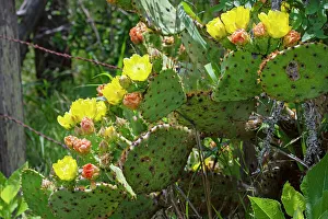Cluster Prints: Prickly pear cactus in bloom