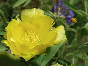 Cactus Prints: Prickly pear cactus in bloom, Boothill, New Mexico