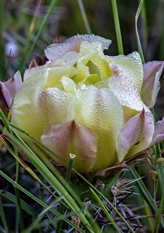 Prints of Prickly pear cactus in bloom in Theodore Roosevelt National Park, North Dakota, USA. (Editorial Use Only) Images Dated 2024 September: Prickly pear cactus in bloom in Theodore Roosevelt National Park