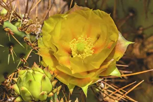 Needle Prints: Prickly pear cactus blooming, Desert Botanical Garden, Phoenix, Arizona