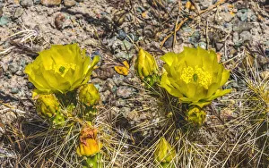 Prickly Pear Prints: Prickly pear cactus blooming, Petrified Forest National Park, Arizona