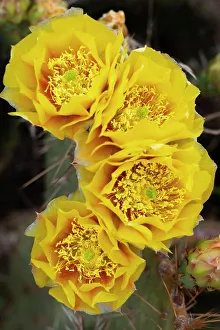 Judith Zimmerman Prints: Prickly pear cactus blooms, Utah