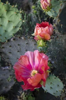 Thorn Prints: Prickly Pear Cactus (Opuntia sp. ) blooming