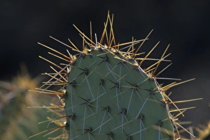 Prickly Prints: Prickly pear cactus (Opuntia spp), Saguaro National Park, Tucson, Arizona
