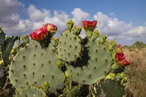 Prickly pear (Opuntia lindheimeri) cactus in bloom