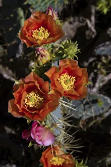 Spin Prints: Prickly pear (Opuntia lindheimeri) cactus in bloom