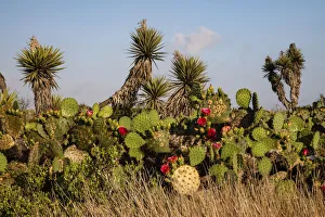 Spin Prints: Prickly pear (Opuntia lindheimeri) cactus in bloom
