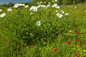 Images Dated 22nd March 2012: Prickly Poppy blooming in central Texas, spring