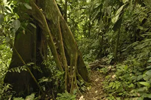 Images Dated 16th June 2005: Primary forest, Western slope of Andes ECUADOR. South America