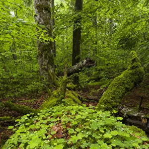 Lonely Prints: Primeval forest in the National Park Bavarian Forest (Bayerischer Wald)