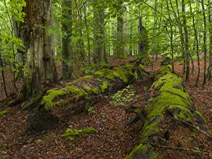 Images Dated 17th November 2020: Primeval forest in the National Park Bavarian Forest (Bayerischer Wald)