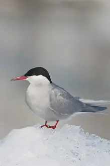 Prince William Sound, Alaska, an arctic tern rests on an iceberg in Port Nellie Juan during