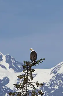 College Fjord Prints: Prince William Sound, Alaska, a bald eagle perches in a sitka spruce top at College Fiord