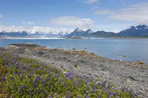 Images Dated 26th June 2011: Prince William Sound, Alaska, lupine growing along the shore of Heather Island in
