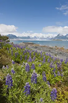 Hugh Rose Prints: Prince William Sound, Alaska, lupine growing along the shore of Heather Island in