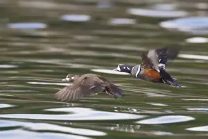 Cordova Prints: Prince William Sound, Alaska, a pair of harlequin ducks takes flight from the calm