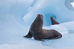 Cordova Prints: Prince William Sound, Alaska, a pair of playful stellar sea lions wrestle on a blue