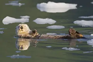 Images Dated 23rd June 2011: Prince William Sound, Alaska, sea otters play on icebergs at Surprise Inlet, Harriman