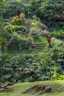 Kauai Prints: Princeville Botanical Garden, Princeville, Kauai, Hawaii