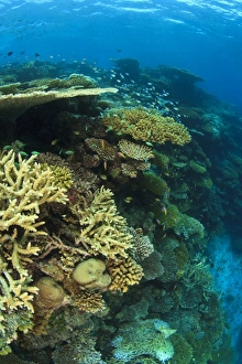 Images Dated 31st March 2010: Pristine hard coral reef, North Huvadhoo Atoll, Southern Maldives, Indian Ocean