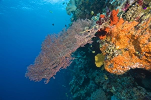 Images Dated 1st June 2007: Pristine Scuba Diving at Tukang Besi / Wakatobi Archilpelago Marine Preserve, South Sulawesi