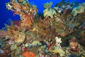 Images Dated 1st June 2007: Pristine Scuba Diving at Tukang Besi / Wakatobi Archilpelago Marine Preserve, South Sulawesi