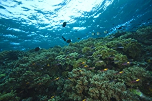 Images Dated 1st June 2007: Pristine Scuba Diving at Tukang Besi / Wakatobi Archilpelago Marine Preserve, South Sulawesi