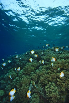 Images Dated 1st June 2007: Pristine Scuba Diving at Tukang Besi / Wakatobi Archilpelago Marine Preserve, South Sulawesi