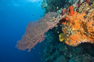 Sulawesi Prints: Pristine Scuba Diving at Tukang Besi / Wakatobi Archilpelago Marine Preserve