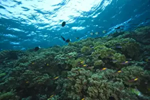 Images Dated 1st June 2007: Pristine Scuba Diving at Tukang Besi / Wakatobi Archilpelago Marine Preserve