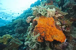 Images Dated 1st June 2007: Pristine Scuba Diving at Tukang Besi / Wakatobi Archilpelago Marine Preserve