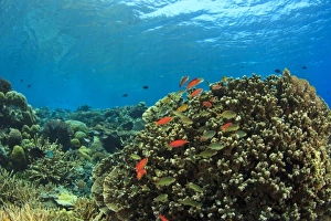 Ring Of Fire Prints: Pristine shallow hard & soft coral reef, scalefin anthias fish, Kalabahi Bay, Alor Island