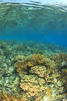 Images Dated 19th October 2009: Pristine shallow hard & soft coral reef, Kalabahi Bay, Alor Island, Indonesia
