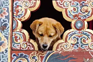 Lookout Prints: A privileged dog peeks through an elaborately painted window at the Gangteng Monastery