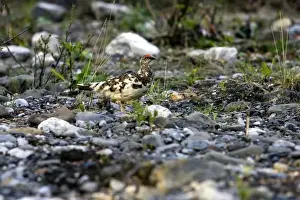 Chordata Prints: Profile of a well camouflaged Rock Ptarmigan (Lagopus muta) - Arctic National Wildlife Refuge