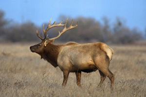 Majestic Prints: Profile photo of a Male Elk (cervus canadensis)