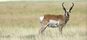 Ungulate Prints: Prong buck, Pronghorn antelope, Antilocapra americana, grasslands, New Mexico, wild