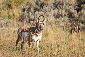 Land Prints: Prong Horn antelopes. Yellowstone National Park, Wyoming, US