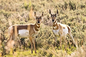 Prong Horn antelopes. Yellowstone National Park, Wyoming, US