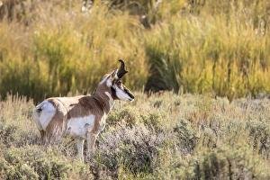 Images Dated 13th September 2009: Prong Horn antelopes. Yellowstone National Park, Wyoming, US