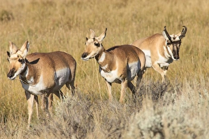 Images Dated 13th September 2009: Prong Horn antelopes. Yellowstone National Park, Wyoming, US