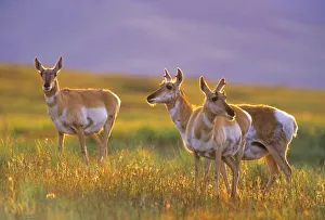 Pronghorn Antelope