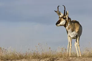 Images Dated 6th November 2007: Pronghorn antelope buck