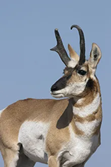 Ken Archer Prints: Pronghorn antelope buck