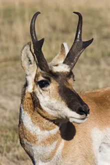 Pronghorn Antelope Buck