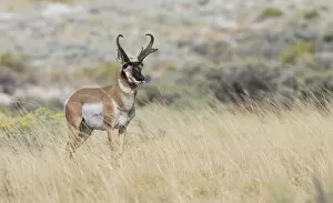 USA, North America, Alaska Gallery: Pronghorn antelope buck