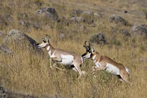 Buck Prints: Pronghorn antelope buck chasing doe