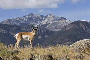 Pronghorn Prints: Pronghorn Antelope Buck; Electric Peak