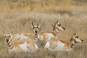 Pronghorn Antelope Buck shedding horn sequence 1
