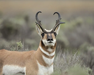 Harem Prints: Pronghorn antelope buck showing territorial behavior